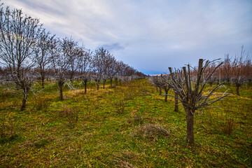 planting of sea buckthorn shrubs in early spring