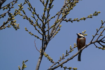 varied tit on the branch