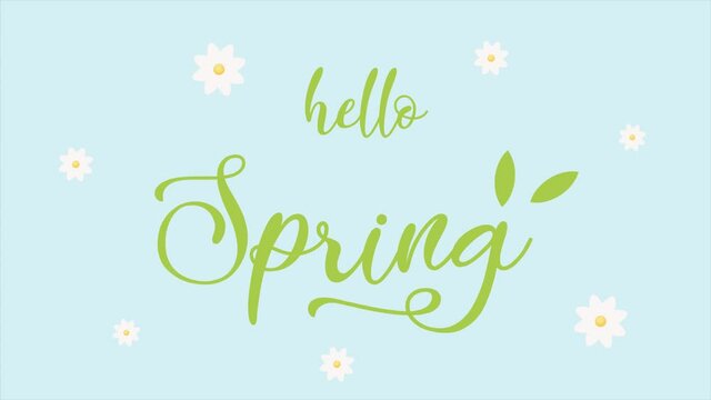 Hello Spring lettering on blue background with white daisies around. Vector animation video