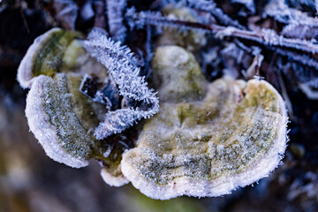 Baumpilz mit Raureif