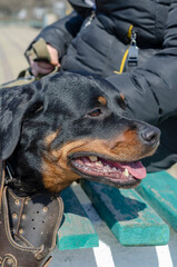 Portrait of a Rottweiler with the muzzle removed.