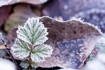 Blatt mir Raureif