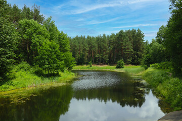 Fototapeta na wymiar Small winding river along the green forest.