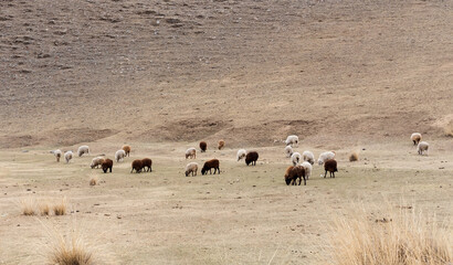 Sheep grazing on mountain or hill meadow. Rural landscape.