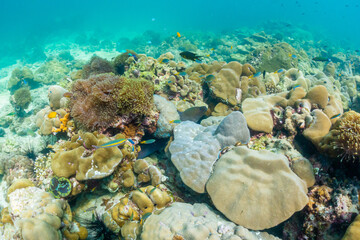 Fototapeta na wymiar Underwater coral reef on the sea , background sea the underwater