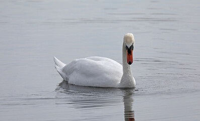 Fototapeta premium Swan floating on water portrait