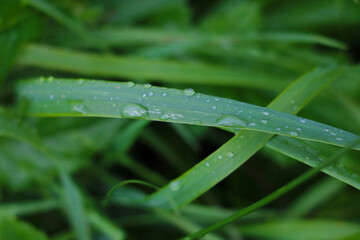 Fototapeta na wymiar Green leaves of grass and plants with water drops after rain.