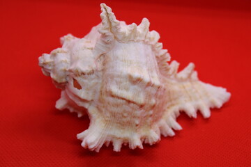 ocean shell on a red background