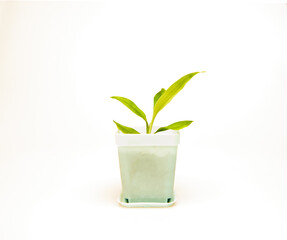 A pretty little young plant in a pastel green pot isolated against a white background. 