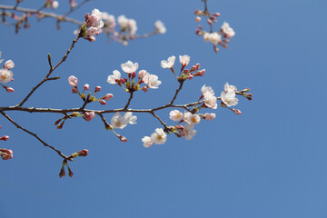 Spring has begun with spring-scented cherry blossoms
