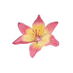 Naklejka na ściany i meble pink lily isolated on white background. Flower isolated. Hand drawn 