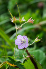 The meadow grane's-bill (lat. Geranium pratense), of the family Geraniaceae.