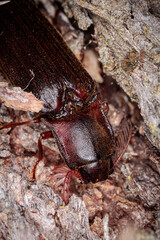 Click Beetle, Kosciusko NP, NSW, March 2021