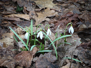 White spring snowdrops among last year's leaves, selective focus