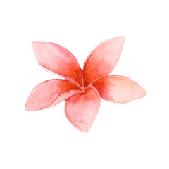 Watercolor Hawaiian tropical pink flower isolated on white background. Beach.