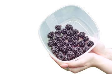 small amount of black raspberries collected in plastic food container in woman's hands. Isolated on...