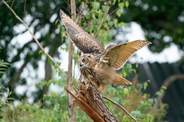 A Eurasian Eagle Owl or Eagle Owl. Land on a stump. With spread wings and open mouth, seen from the side