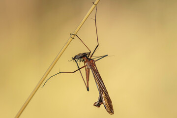 Hangingfly, Kosciusko NP, NSW, March 2021