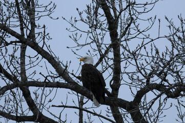 Bald Eagle perched in tree branches