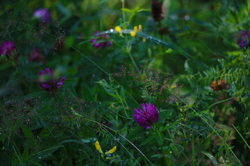 Blooming stable and green grass after the rain.