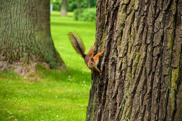 Cute red fur squirrel on the tree in the park in the summer over the green grass background