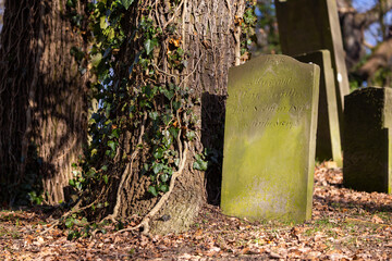Abandoned Jewish cemetery in Skwierzyna, Poland. Close-ups on the matzevot. A photo taken on a sunny day, atmospheric shot