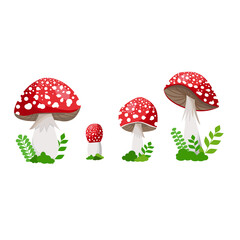 An illustration of four mushrooms. Red toadstools of different shapes among green young grass on a white background