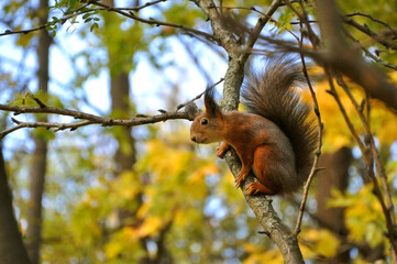 Cute red fur squirrel sitting on the tree branch in the park during golden autumn over the beautiful blurred background