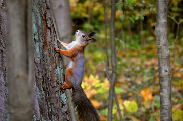 Cute red fur squirrel sitting on the tree branch in the park during golden autumn over the beautiful blurred background