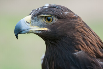 Golden Eagle Close Up