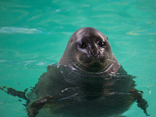 Obraz premium Baikal seal or Nerpa endemic of lake Baikal looking at the camera with huge clever eyes