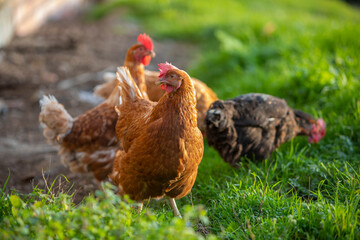 Gallinas comiendo hierba en un prado verde al atardecer