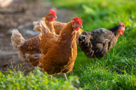Gallina comiendo hierba en un prado verde al atardecer
