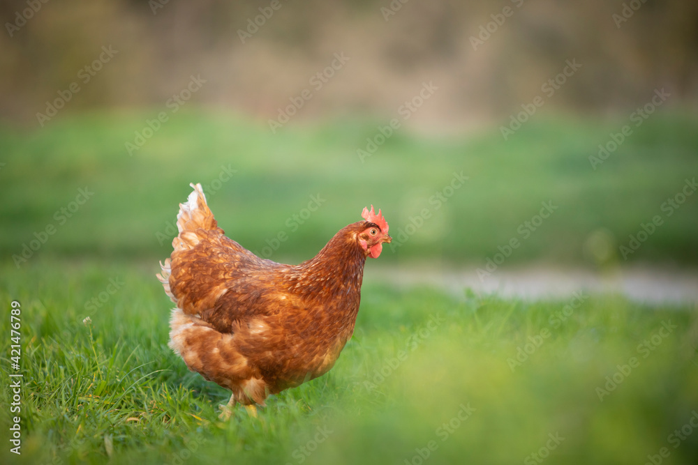 Canvas Prints gallina comiendo hierba en un prado verde al atardecer