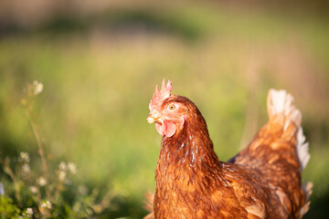Gallina comiendo hierba en un prado verde al atardecer