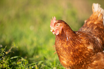 Gallina comiendo hierba en un prado verde al atardecer