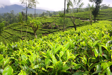 natural field of healthy green tea 