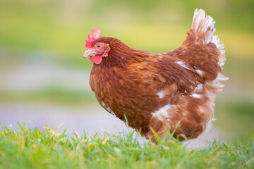 Gallina comiendo hierba en un prado verde al atardecer