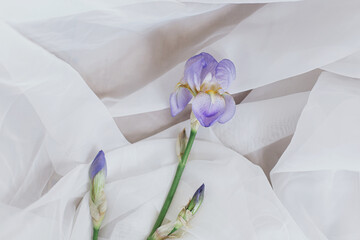 Beautiful iris blue flower on background of white fabric in rustic room, top view. Floral aesthetic