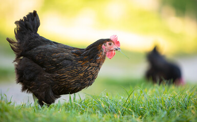 Gallina comiendo hierba en un prado verde al atardecer