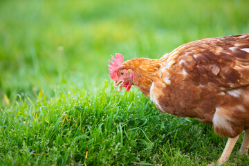 Gallina comiendo hierba en un prado verde al atardecer