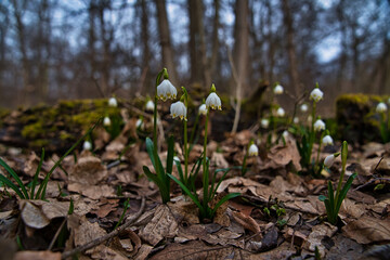 Märzenbecher Fühling