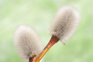 blooming willow catkins with pollen