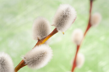 blooming willow catkins with pollen