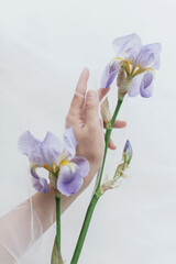 Fototapeta na wymiar Hand holding tender iris flower under tulle fabric on white wood, top view. Spring aesthetics
