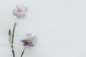 Beautiful tender iris flower under tulle fabric on white wooden background, top view with copy space