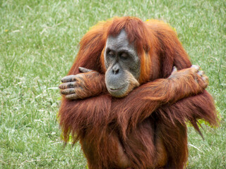 Orang outan - Pongo pygmaeus - en gros plan	