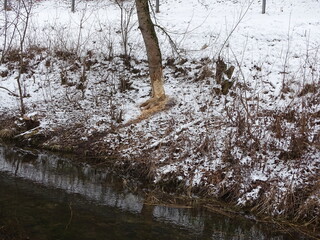 winter and snow in the forest, a tree bitten by a beaver