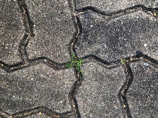 Obraz premium cracked asphalt background