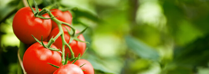 Beautiful ripe heirloom tomatoes banner
